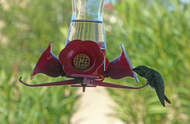 Hummingbird at feeder