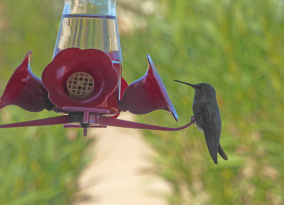 Hummingbird at feeder