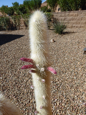 Silver Torch Cactus blooms