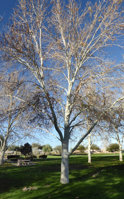 Sycamore tree