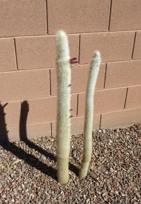 Silver Torch Cactus in bloom