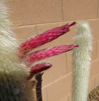 Silver Torch Cactus in bloom