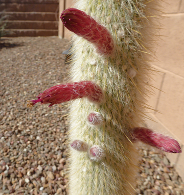 Silver Torch Cactus with pollen