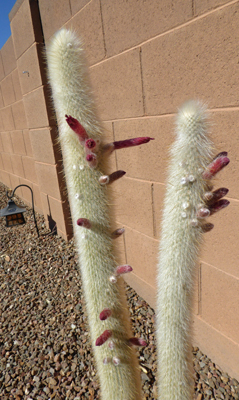 Silver Torch Cactus buds