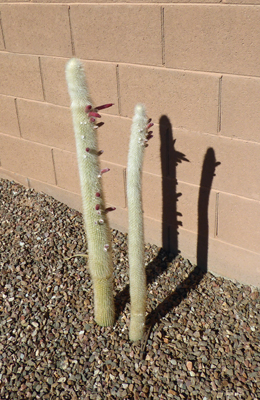 Silver Torch Cactus