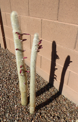 Silver Torch Cactus