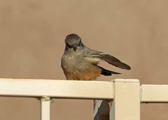 Say’s Phoebe