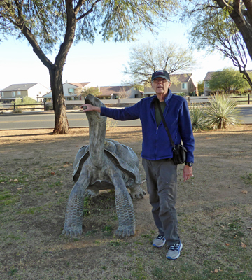 Walter Cooke Desert Tortoise