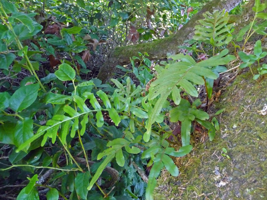 Close up of fern in tree branch