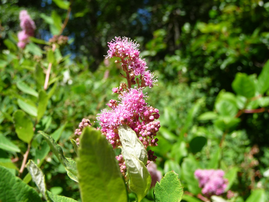 Spireae douglasii