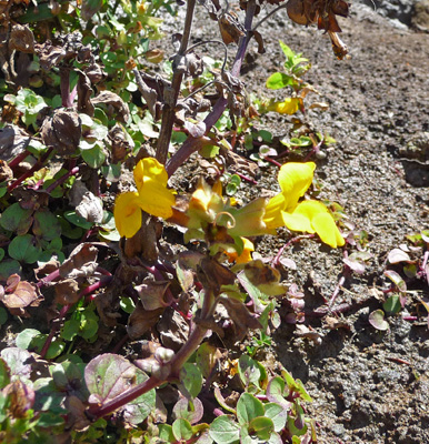 Mimulus growing in seep at beach