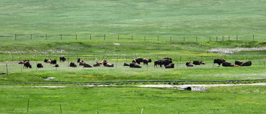 Terry Bison Ranch