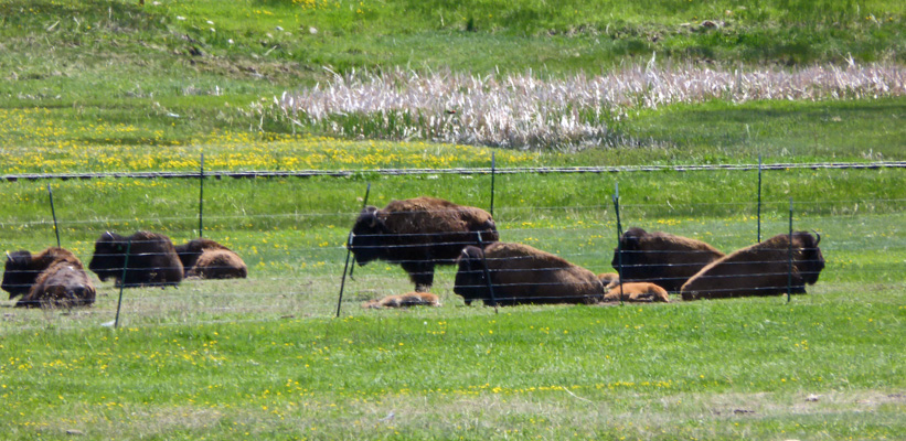 Terry Bison Ranch