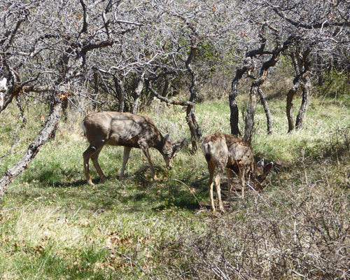 Deer in Gunnison Campground