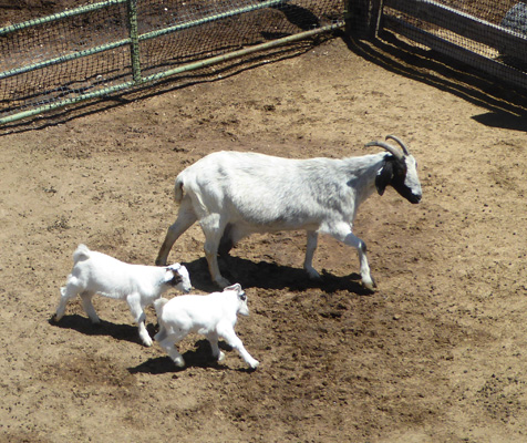 Goat and 2 kids