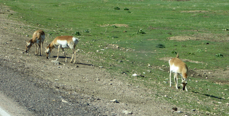 Pronghorns Custer State Park