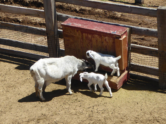 Goat and 2 kids