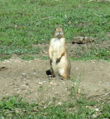 Prairie dog Custer State Park