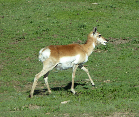 Pronghorn Custer State Park