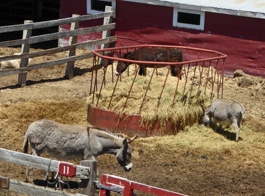 Donkeys Terry Bison Ranch