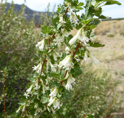 Gooseberry flowers