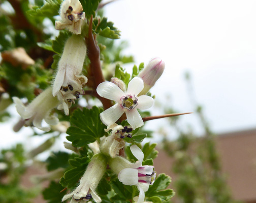 Gooseberry flowers