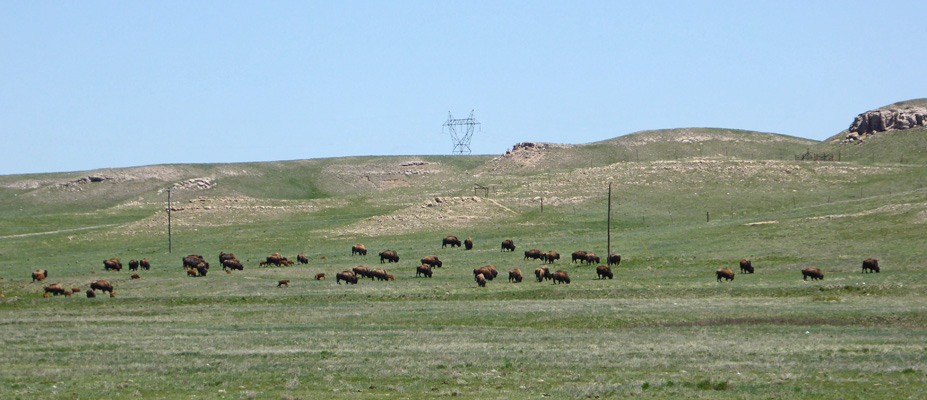 Terry Bison Ranch