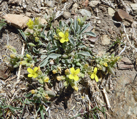 Mountain Bladderpod (Physaria montana)