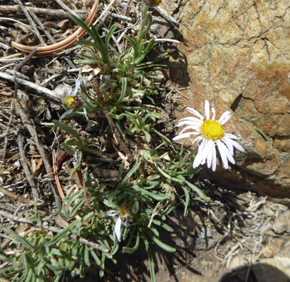 Whiplash Daisy (Erigeron flagellaris)