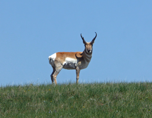 Pronghorn Wyoming