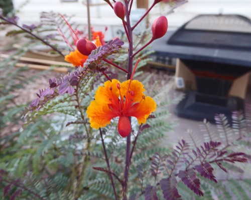 Red Bird of Paradise (Caesalpinia pulcherrima)