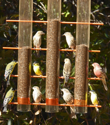 Goldfinches and house finches Madera Canyon