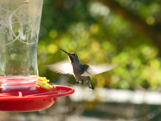 Hummingbird at feeder