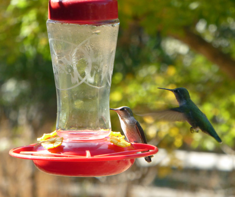 Hummingbirds at feeder