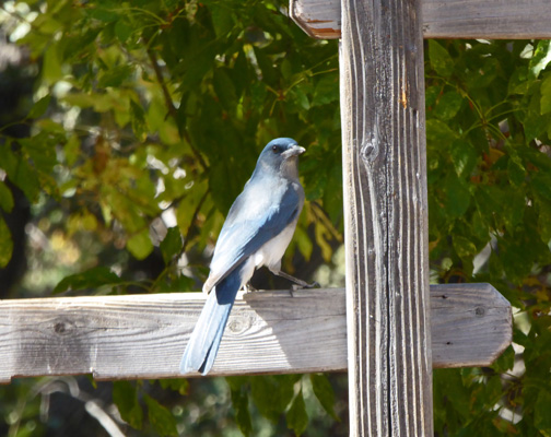 Blue jay Madera Canyon