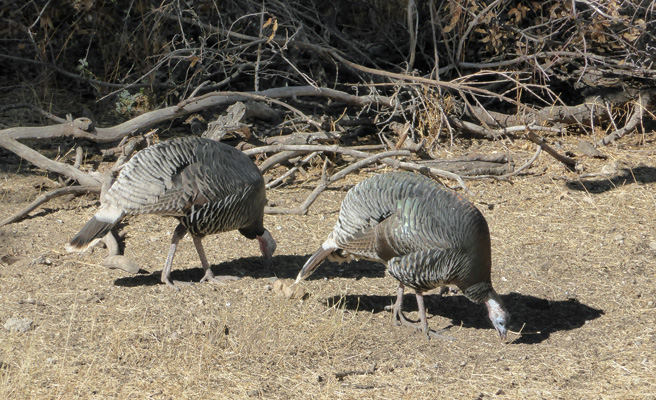 Wild turkeys Madera Canyon