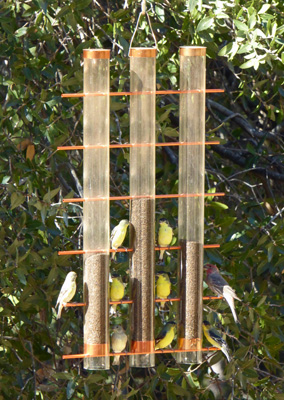 Goldfinches and house finches