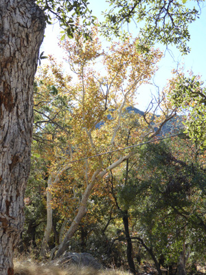 Sycamore with yellow leaves