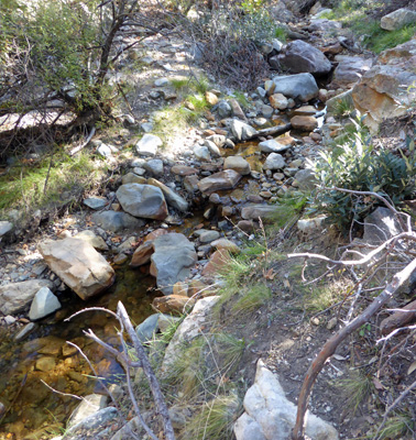Water in Madera Canyon
