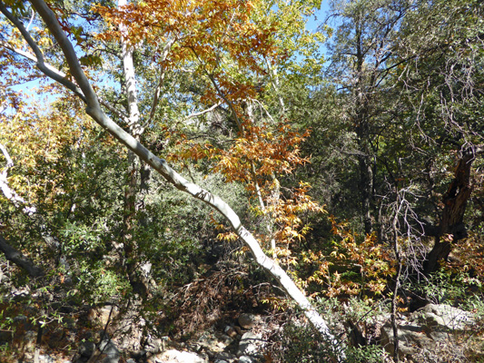 Sycamore with yellow leaves