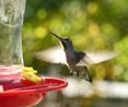 Hummingbird at feeder