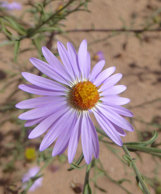 Hoary-aster (Dieteria canescens)