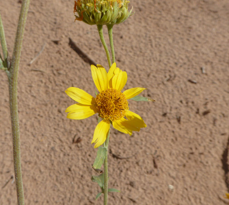 Ragleaf Bahia (Amauriopsis dissecta)