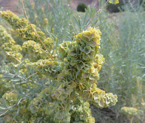 Four-wing Saltbush (Atriplex canescens)