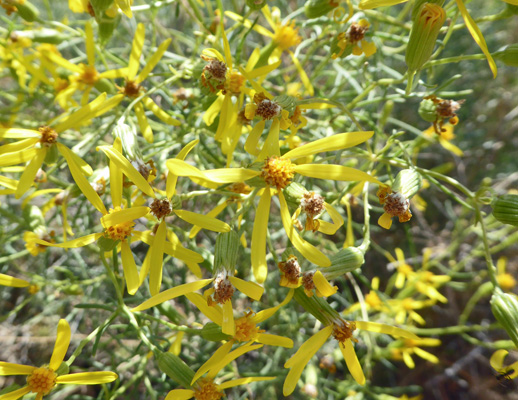 Broom-like Ragwort (Senecio spartioides)