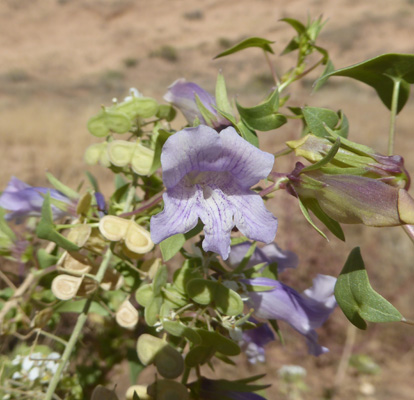 Ballonbush (Epixiphium wislizeni).