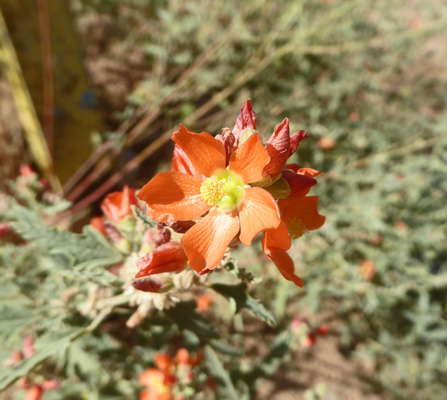 Scarlet Globe Mallow (Sphaeralcea coccinea)