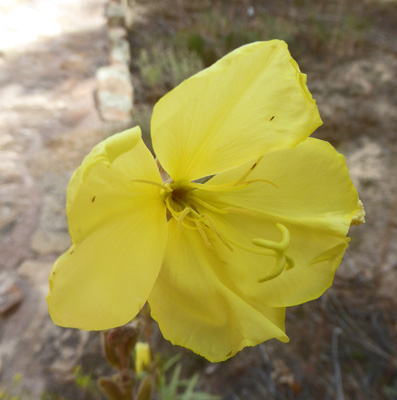 Hooker’s Evening Primrose (Oenothera hookeri)