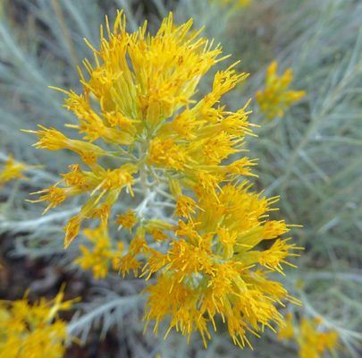 Rubber Rabbitbush  (Ericameria nauseosa)