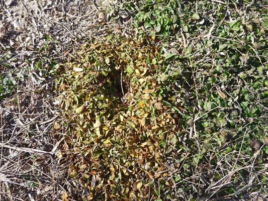 Leafcutter ant mound Garner SP